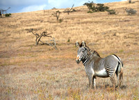 Lewa Marathon, Kenya