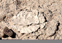 Lothagam - Fossilized Elephant Footprints