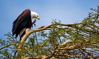 African Fish Eagle High on a Yellow Fever Tree