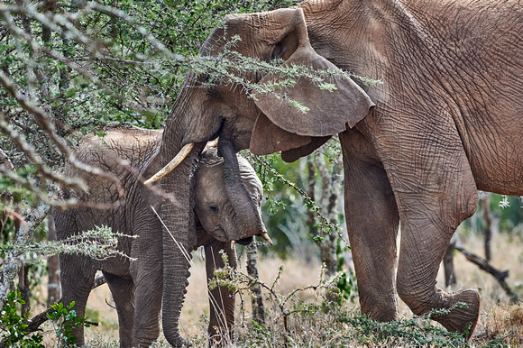 Nuzzling Elephants