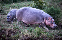 Hip Mother and Child -- Just After Sunset  (Hippopotamus amphibius))