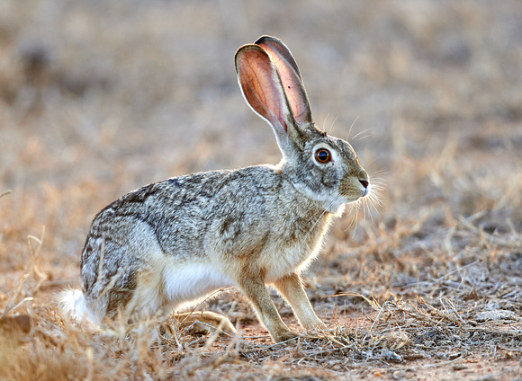 The Incredible Lightness of Being Cute African Savanna Hare (Lepus victoriae)