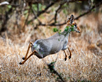 Fleing Dikdik