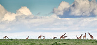 A Dozen Giraffe