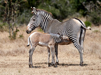 Milk for a Growing Babe (Grevy's Zebras) ---- Endangered Grevy's Zebras