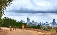 What Looms Ahead?  ---  Two endangered mother lions and their cubs walk on a Nairobi National Park Road.