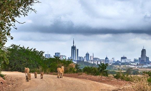 What Looms Ahead?  ---  Two endangered mother lions and their cubs walk on a Nairobi National Park Road.