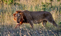 The Enormous and Muscular Simba King of El Karama at Sunset - African Lion