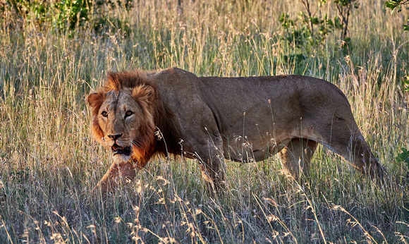 The Enormous and Muscular Simba King of El Karama at Sunset - African Lion