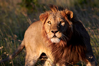 African "Africa Wilderness",  "El Karama Conservancy", Kenya, Laikipia, Wildlife Lion, “African Lion”, Endangered Species, “Big Cats”Lion Staring