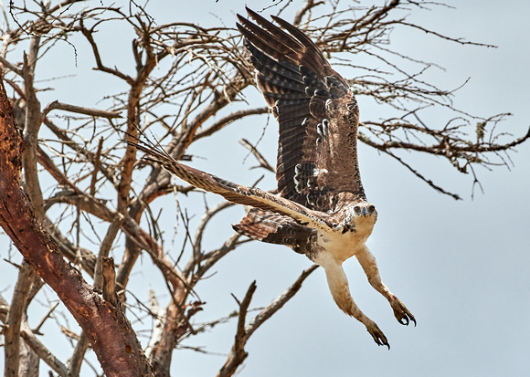 Martial Eagle (immature) (Flying Through the Trees with the Greatest of Ease)