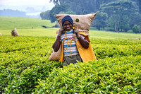 Kenya Tea Farms