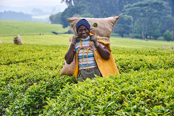 Harvesting Tea (Kericho Kenya)