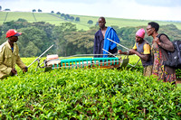 Malaria Epidemiologist, Judy Omumbo, Talking with Tea Plantation Workers (Kericho, Kenya)